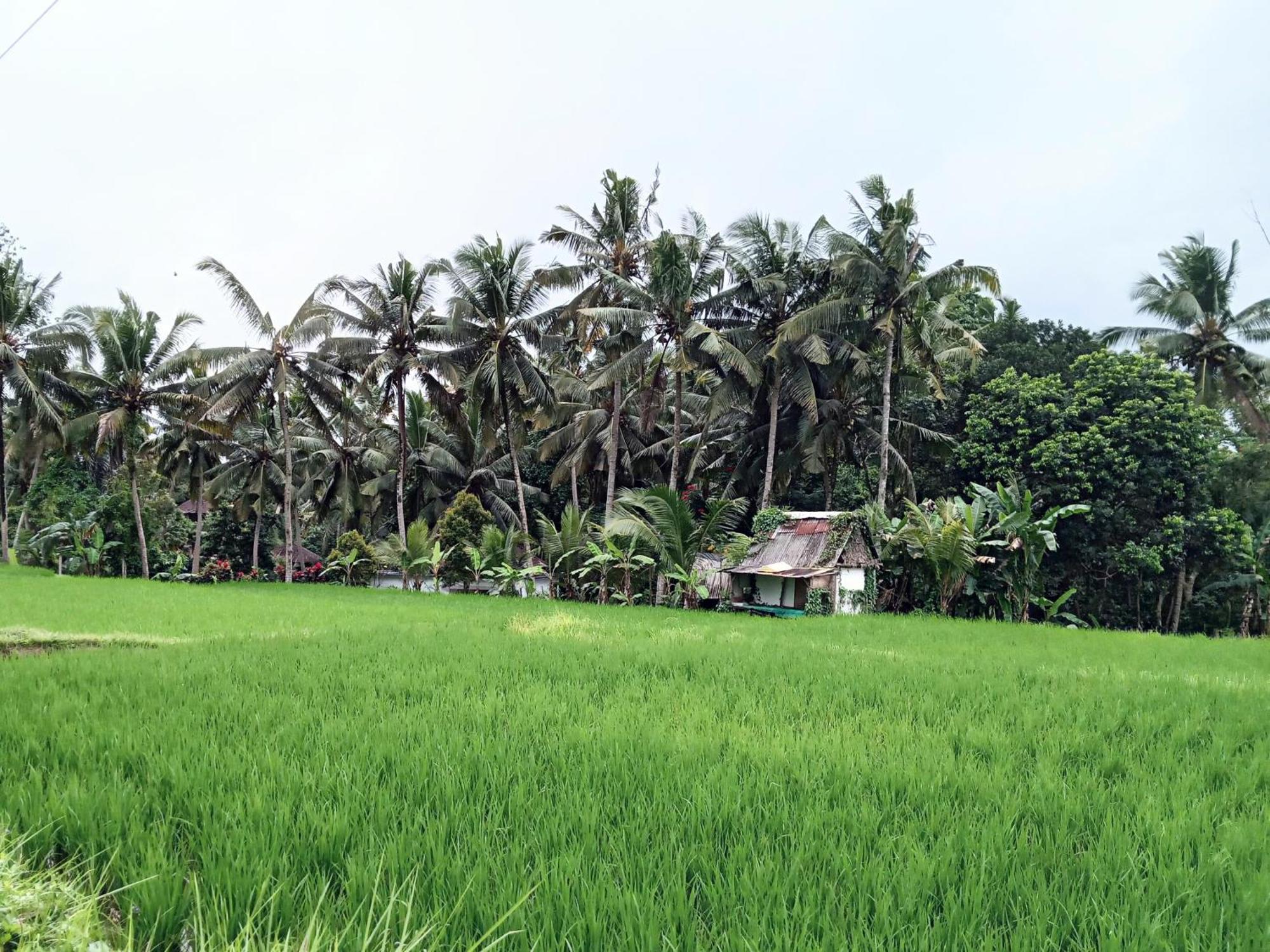 Mandala Blu Wellness Ubud Exterior foto