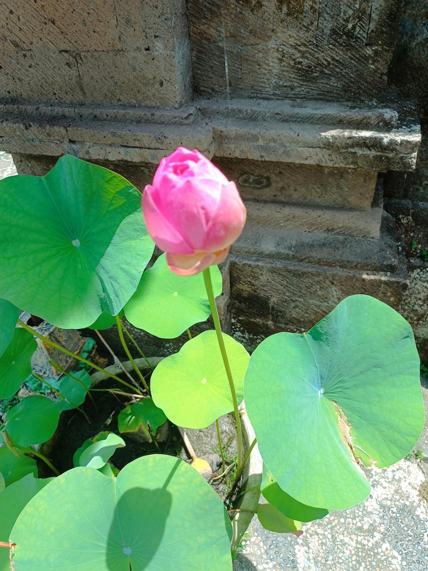 Mandala Blu Wellness Ubud Exterior foto
